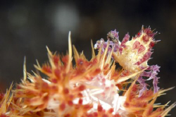 Soft coral crab. by Dray Van Beeck 
